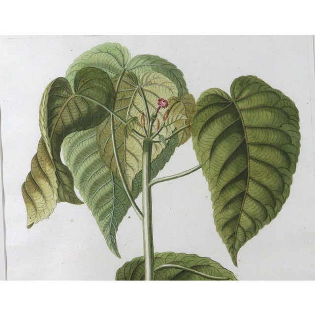 Green 18th-Century Exotic Botanical Prints From Plantae Selectae by Georg Ehret For Sale - Image 8 of 18