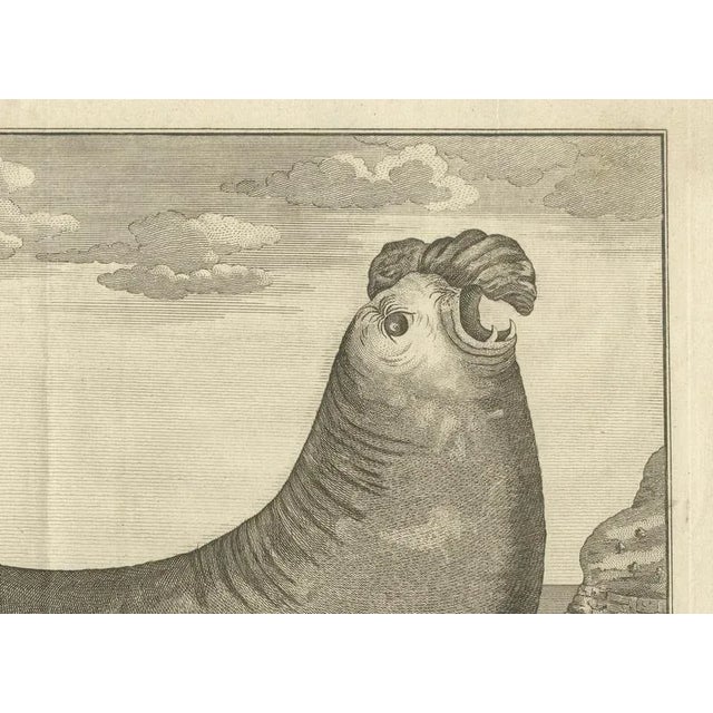 Marine Creatures A Sea Lioness and a Sea Elephant Engraving, 1765 For Sale - Image 4 of 6