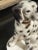 Vintage Traditional Dog Figurine For Sale In Chicago - Image 6 of 11
