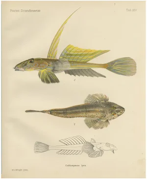 Wilhelm von Wright, Scandinavian Fish, 1895, Lithograph on Paper