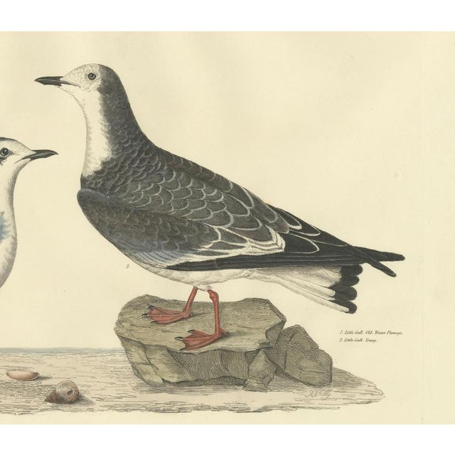 Selby, Little Gull, 1826, Handcolored Engraving For Sale - Image 4 of 6