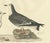 Selby, Little Gull, 1826, Handcolored Engraving For Sale - Image 4 of 6
