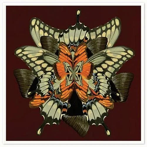 Intricate patterns adorn these collages of butterfly wings in collaboration with the artist, Mother Nature herself.