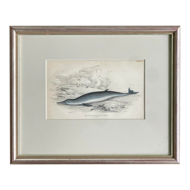 Antique 19th Cent. Whale/Whaling/Nautical Themed Hand Colored Partial Book Plate/Engraving Contemporary Silver Lf Style Frame Option#3 Toothless Whale For Sale