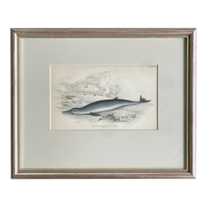 Antique 19th Cent. Whale/Whaling/Nautical Themed Hand Colored Partial Book Plate/Engraving Contemporary Silver Lf Style Frame Option#3 Toothless Whale