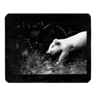 Untitled, Pig, Photography, 2008 For Sale