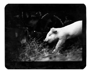 Untitled, Pig, Photography, 2008
