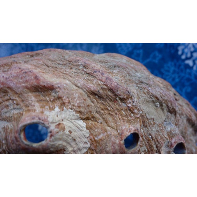 Red Abalone Shell, Coralized For Sale - Image 9 of 17