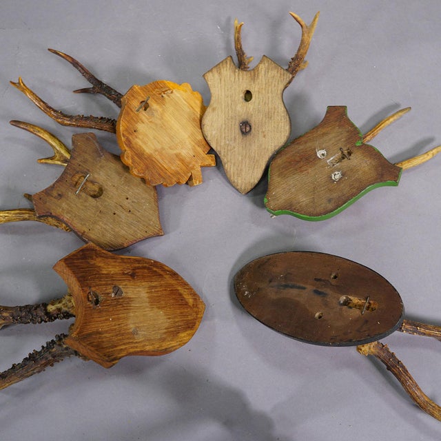 Brown Set of Six Black Forest Roe Deer Trophies on Wooden Plaques - Germany For Sale - Image 8 of 8