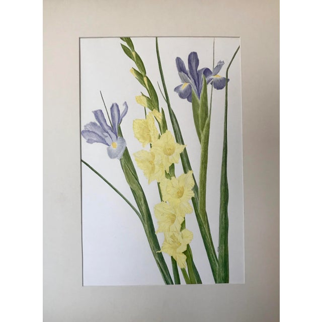 Vintage original watercolor painting floral of Iris and Gladiolas signed lower right in initials JD for Janet Delonga...