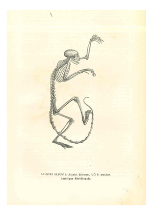 Paul Gervais, The Animal Skeleton, 1854, Lithograph