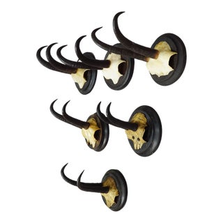 Set of Six Chamois Trophies on Turned Plaques Germany Ca. 1900s For Sale