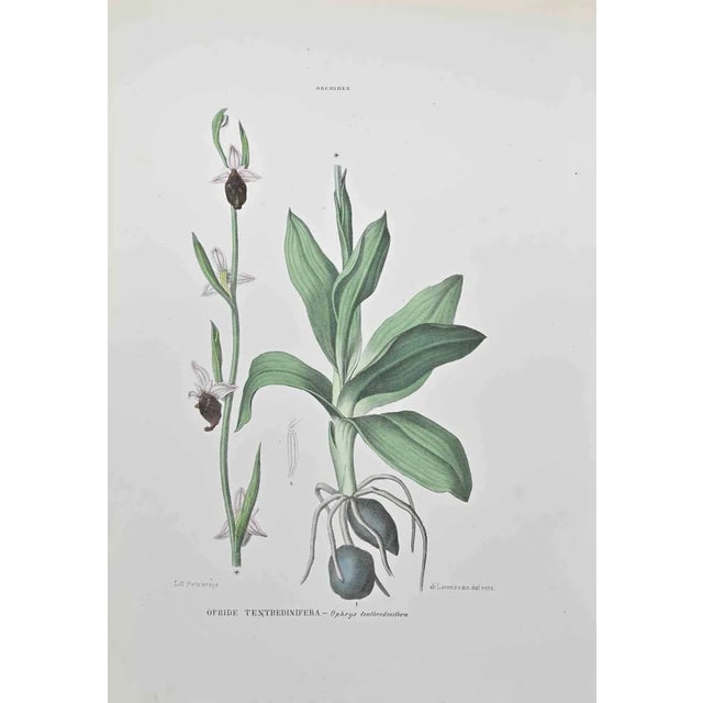 Vincenzo Tenore, Ophrys Tenthredinifera, Lithograph, 1870s For Sale