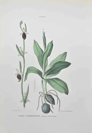 Vincenzo Tenore, Ophrys Tenthredinifera, Lithograph, 1870s