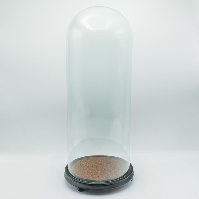 1900 Antique Taxidermy Specimen Dome For Sale - Image 10 of 10