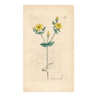 1840s, Yellow Centaury Botanical Print by James Sowerby, Original Antique Botanical Engraving, England For Sale