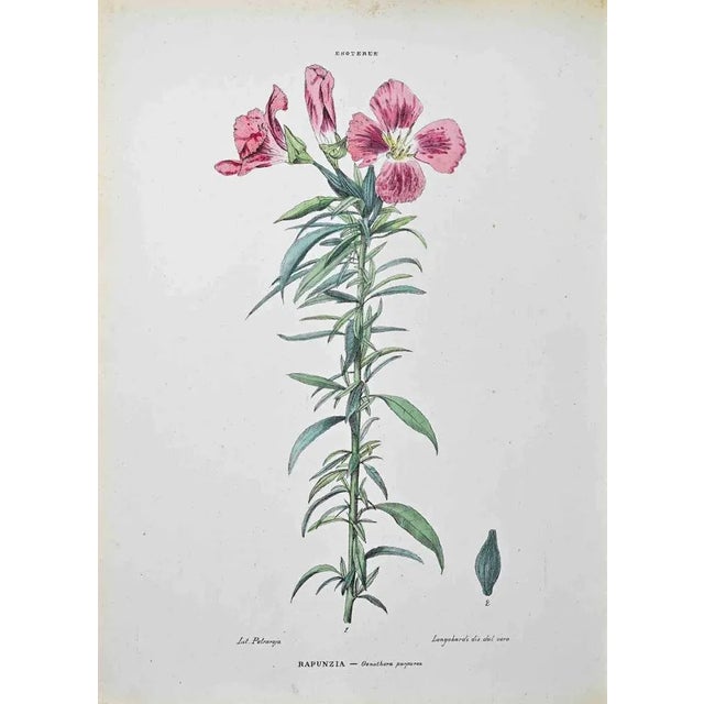 Lithograph hand watercolored. Plate from "Atlante di Botanica popolare ossia Illustrazione di Piante Notevoli di ogni...