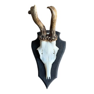 Roe Deer Trophy 141 Black Forest Antlers Abnormal For Sale