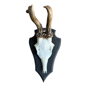 Roe Deer Trophy 141 Black Forest Antlers Abnormal