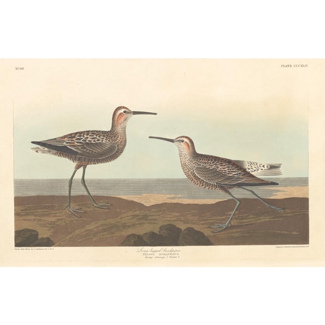 Paper Vintage Reproductions of 1966 John James Audubon Waterbird Prints Featuring Birds, Plovers and Sandpipers - Collection of 4 For Sale - Image 7 of 9