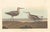 Paper Vintage Reproductions of 1966 John James Audubon Waterbird Prints Featuring Birds, Plovers and Sandpipers - Collection of 4 For Sale - Image 7 of 9