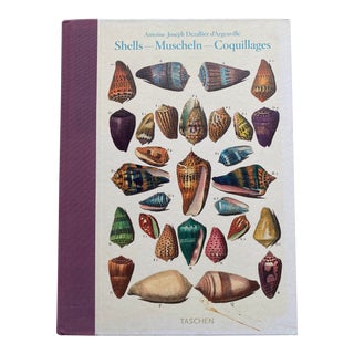 Shells by Antoine-Joseph Dezallier d'Argenville For Sale