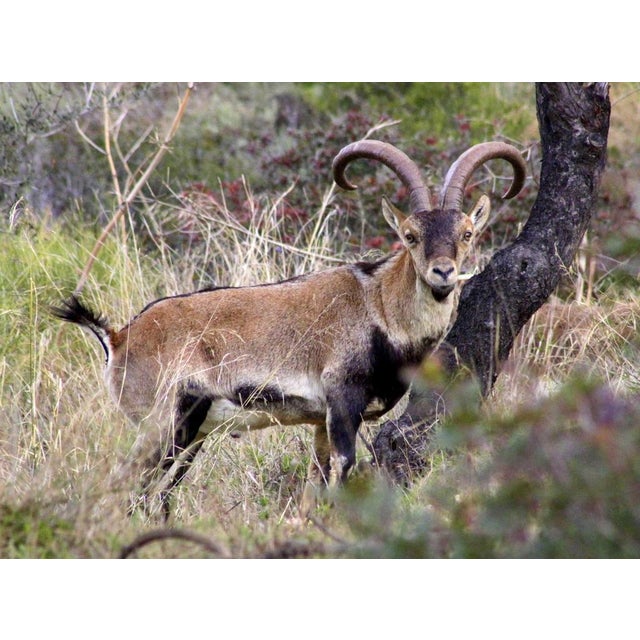 Mid 20th Century Large Black Forest Wooden Ibex (Iberian) Carving For Sale - Image 11 of 12
