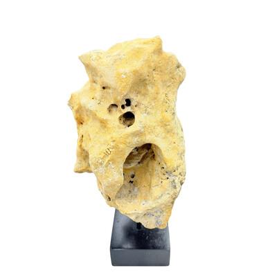 Natural coral stone from Indonesia with a sandy hue, displayed on a handcrafted teak stand. Its organic texture and warm...