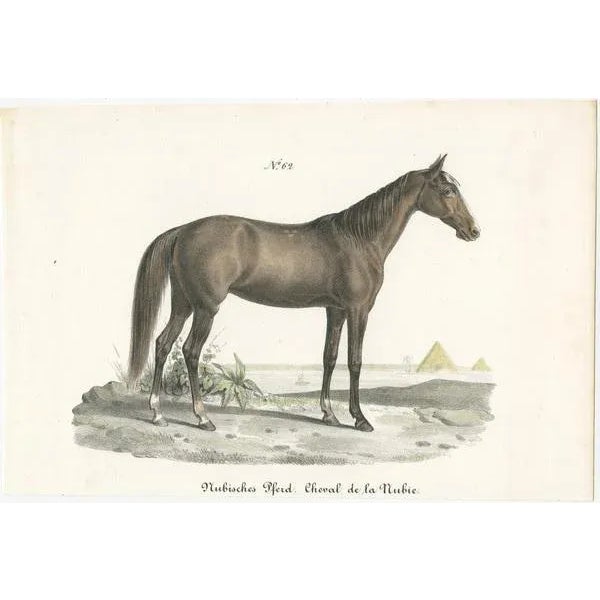Antique print titled 'Nubisches Pferd. Cheval de la Nubie'. Old horse print of a Nubian horse. This print originates from...