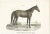 Antique print titled 'Nubisches Pferd. Cheval de la Nubie'. Old horse print of a Nubian horse. This print originates from...