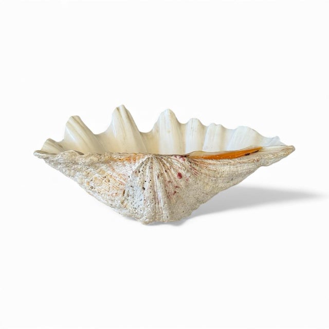 Organic Modern Coastal Clam Shell Vessel For Sale - Image 11 of 12