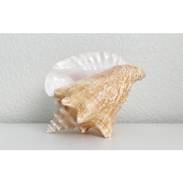 Nautical Vintage Conch Shell Accent Lamp For Sale - Image 3 of 10