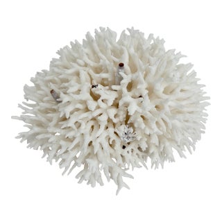 Natural Birdsnest Coral Specimen Coastal Decor For Sale