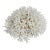 Natural Birdsnest Coral Specimen Coastal Decor For Sale