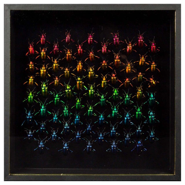 Refractions by Hasharat , 2024 Black canvas box with hinges, gold trim, black velvet interior. Measures: 10.25" x 10.25"