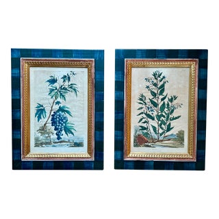 Abraham Munting Hand-Colored Copper Plate Engraving Framed Prints, 1696 - Set of 2 For Sale