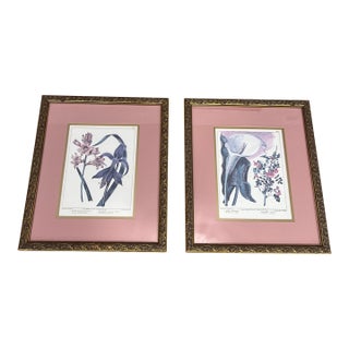 Late 20th Century Vintage Framed Botanical Prints- Set of 2 For Sale