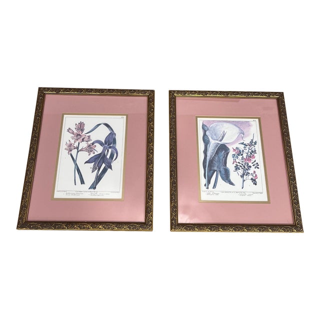 Late 20th Century Vintage Framed Botanical Prints- Set of 2 For Sale