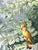Indian Hand-Painted Tropical Jungle Bird Landscape Wall Panel For Sale - Image 3 of 4