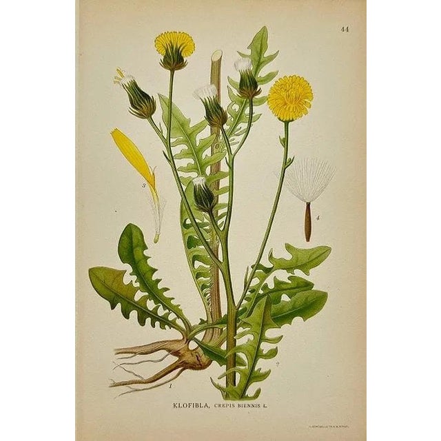Early 19th Century James Sowerby Botanical Prints – Yellow Sedge and Pale Sedge, Set of 10 For Sale - Image 9 of 11