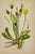Early 19th Century James Sowerby Botanical Prints – Yellow Sedge and Pale Sedge, Set of 10 For Sale - Image 9 of 11