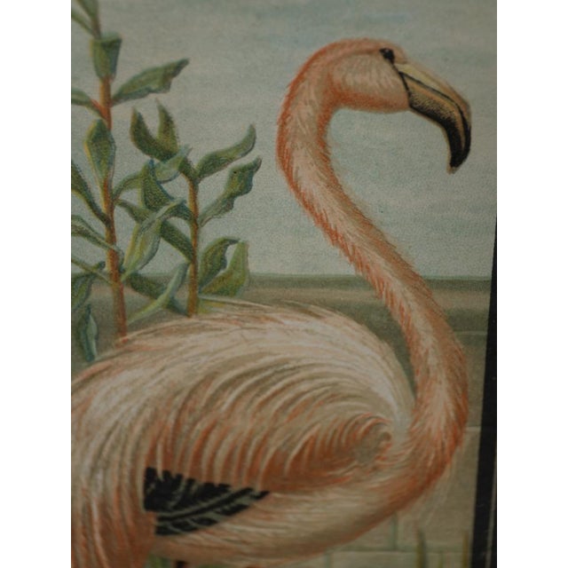 Emrik & Binger, The Avian Collection, 1880, Chromolithograph For Sale - Image 6 of 13