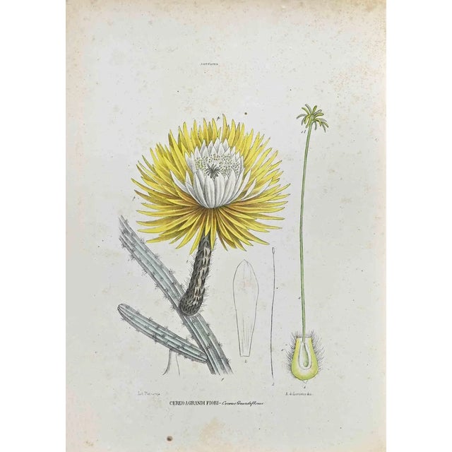 Vincenzo Tenore, The Cataceae, Lithograph, 1870s For Sale