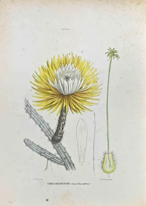 Vincenzo Tenore, The Cataceae, Lithograph, 1870s