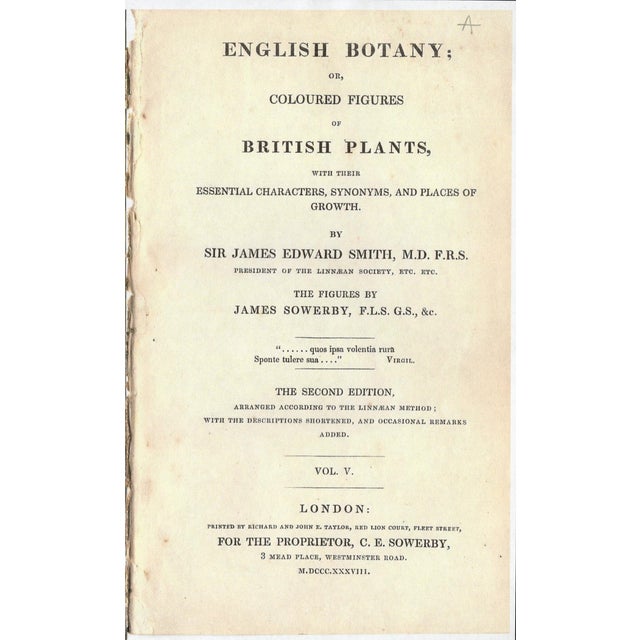 Set of Four Antique Hand-Colored Botanical Prints by the Sowerby Family – English Botany Series (C. 19th Century) Set A For Sale In Milwaukee - Image 6 of 6