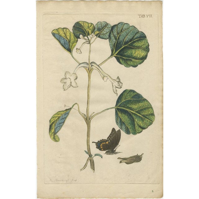 Late 18th Century Meerburgh, Hand-Colored Bold Leaves and Butterfly, 1775, Print For Sale - Image 5 of 5