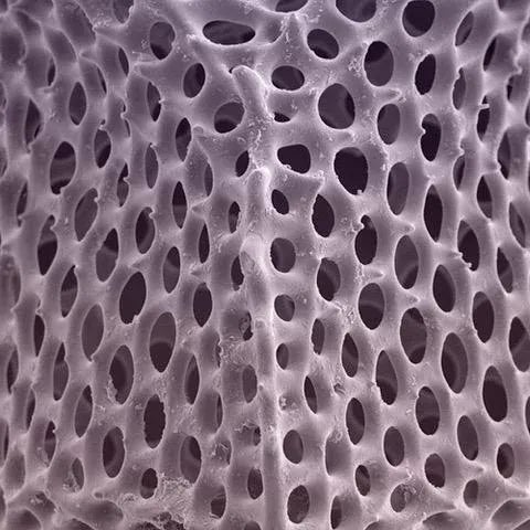 Early 21st Century Fantasy Gasebo Radiolarian Photograph For Sale - Image 5 of 7