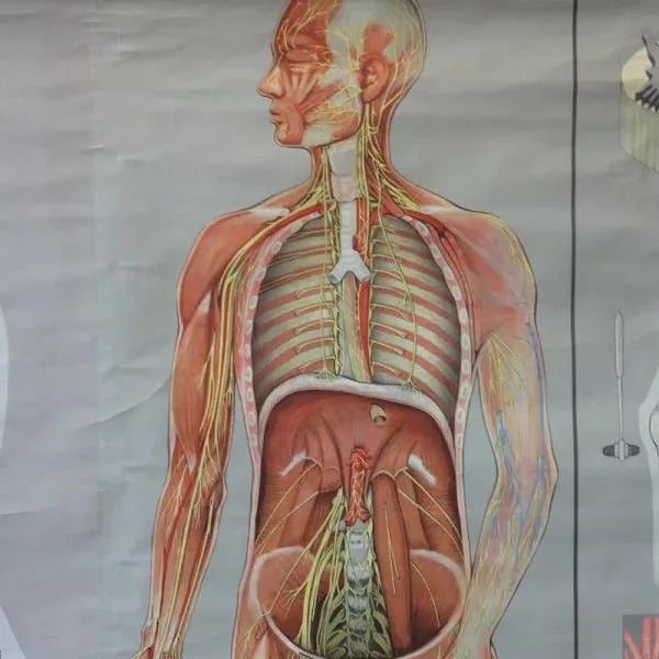 Vintage School Poster of the Nervous System For Sale - Image 3 of 7
