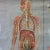 Vintage School Poster of the Nervous System For Sale - Image 3 of 7