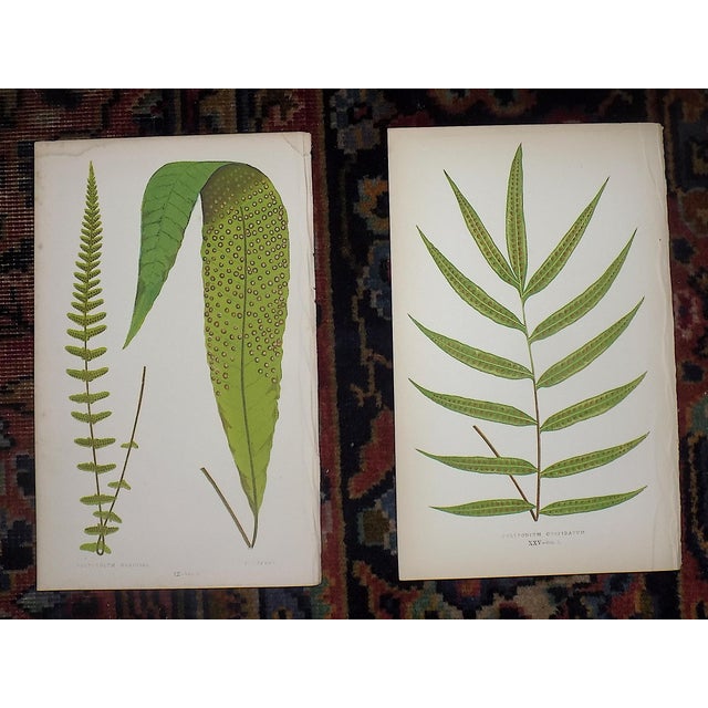 Printmaking Materials Antique 19th Century Botanical Fern Wood Engravings - Set of 12 For Sale - Image 7 of 8